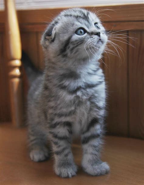 File:Silver tabby Scottish Fold Kitten.jpg - Wikimedia Commons