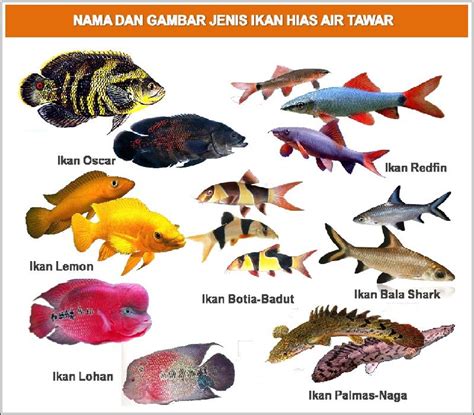 Nama-Nama Ikan Hias Air Tawar, Air Laut, Air Payau, Beserta Latinnya ...