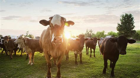 Everything You Need to Know About Cattle Farming - Kilburnie Angus