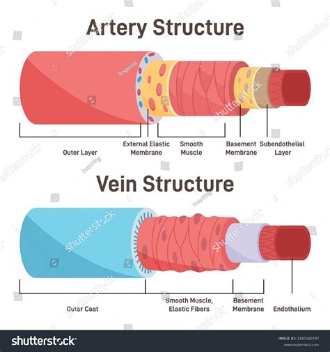 Artery Vs Vein Structure Anatomical Differences Stock Vector (Royalty ...