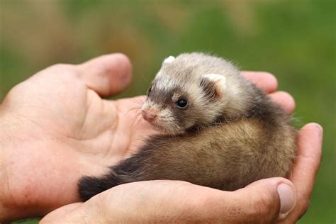 All You Need To Know About Pet Ferrets | Pet ferret, Baby ferrets, Ferret