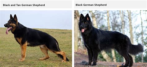 German Shepherd Coat and Color Varieties - PetHelpful