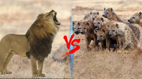 Male Lion Vs Hyena