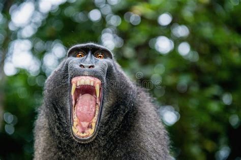 Celebes Macaque Teeth Stock Photos - Free & Royalty-Free Stock Photos ...