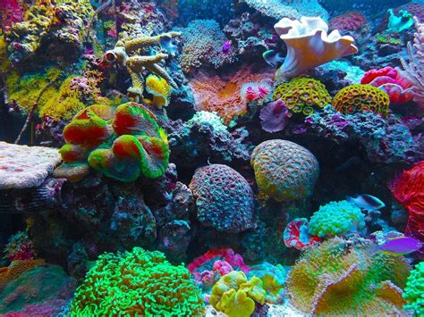 Underwater Speakers Could Help To Revive Dying Coral Reefs | Ubergizmo