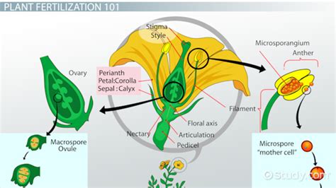 Parts Of Flower Pollination And Fertilization Worksheet Answers | Best ...