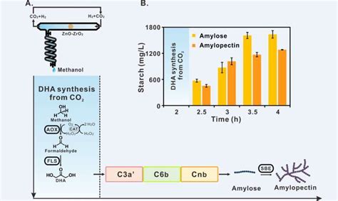 Chinese scientists report starch synthesis from carbon dioxide