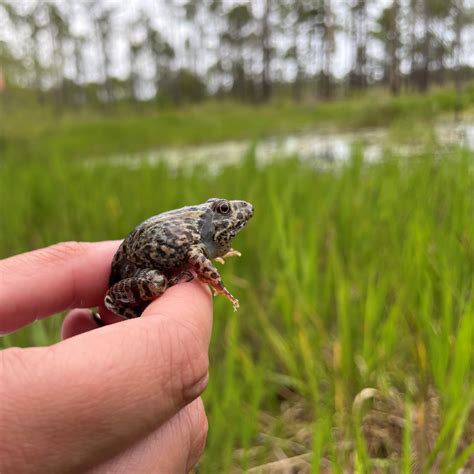 Gopher frog hand release Credit Niva Hoffman2021.jpg | FWS.gov