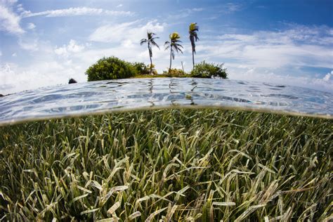 How protecting seagrasses can help save our oceans | Champions of the Earth