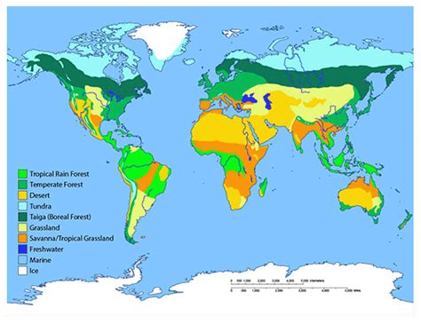 World Map With Biomes – Map Vector