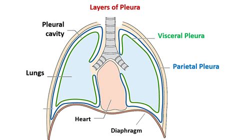 Pleura – Anatomy QA