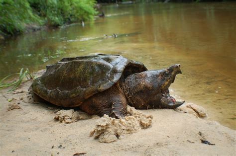 Alligator Snapping Turtle Facts and Pictures | Reptile Fact