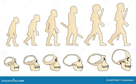 Evolution Of The Skull. Human Skull. Australopithecus. Cartoon Vector ...