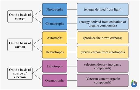 Photosynthesis - Definition and Examples - Biology Online Dictionary