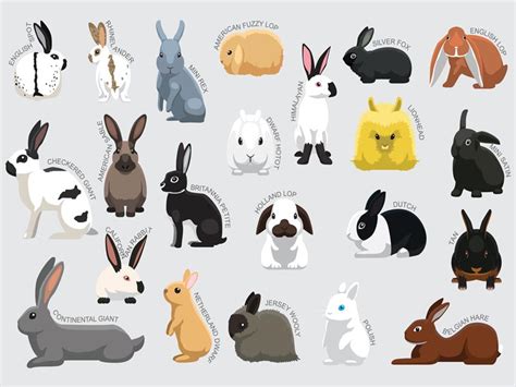 Rabbit Breeds Poster | ubicaciondepersonas.cdmx.gob.mx