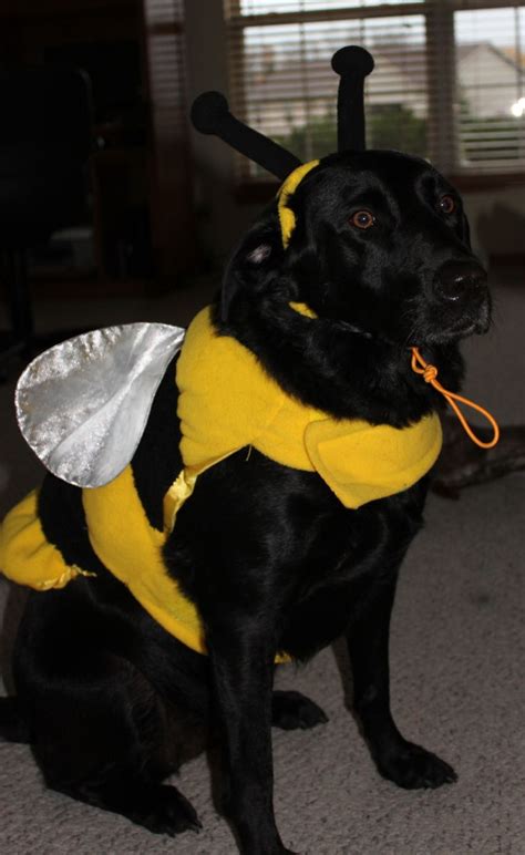 9 best Black lab costumes images on Pinterest | Black labrador, Black ...