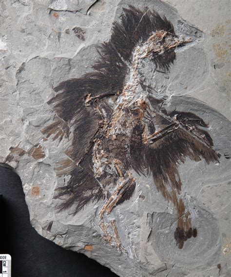 Feathers On This 130-Million-Year-Old Fossil Still Contain Traces Of ...