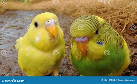 Cute Canaries Posing for the Camera Stock Image - Image of birds, pair ...