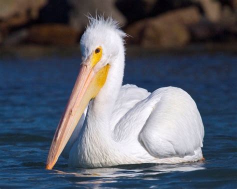 American White Pelican | Internet Center for Wildlife Damage Management