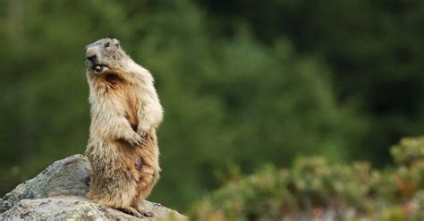 Marmot Vs Groundhog: 6 Differences Explained - AZ Animals