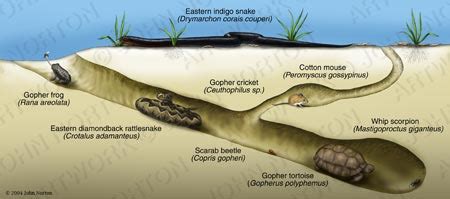 Our Herp Class: Natural History of the Gopher Tortoise (Gopherus ...