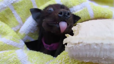 Bat Eating Banana Is Cute, But Listen To Her Story! | RTM - RightThisMinute