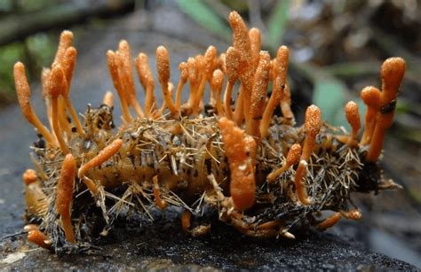 Cancer-fighting mushrooms? Insect-eating cordyceps fungi could help ...