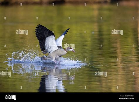 flying Egyptian Goose Stock Photo - Alamy