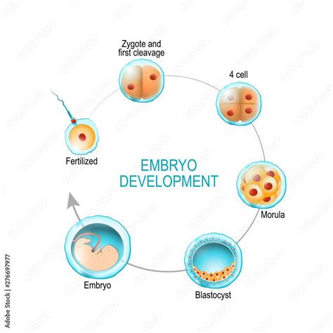 embryo development. from fertilization to zygote, morula and Blastocyst ...