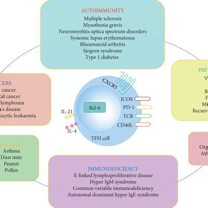 Relationships of TFH cells to diseases. TFH cells have been associated ...