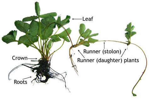 How strawberry plants grow | UMN Extension