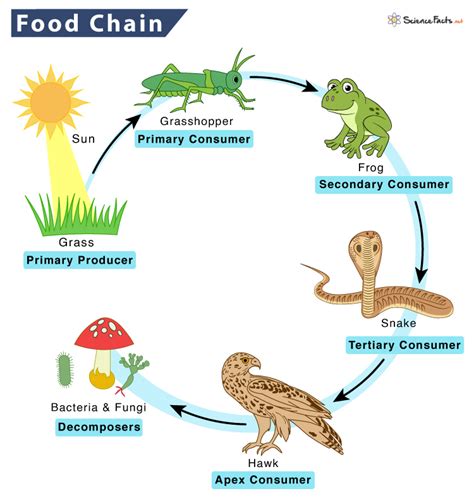 Food Chain – Definition, Parts, Types, and Examples