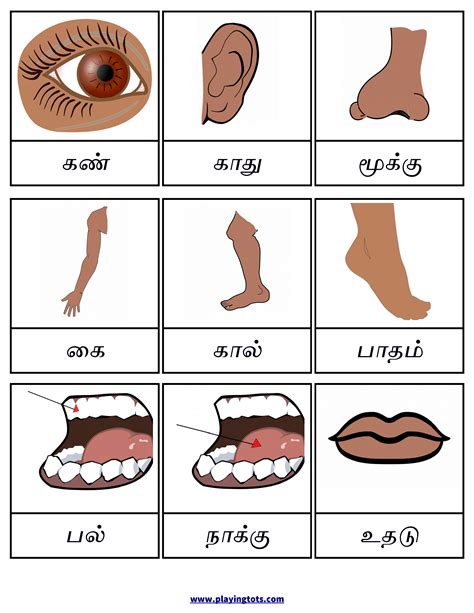 Body Parts Name In Tamil ~ Tamil Words For Body Parts / Get English To ...