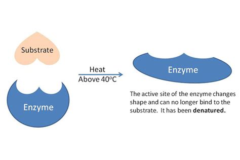 Denatured enzyme — Science Learning Hub