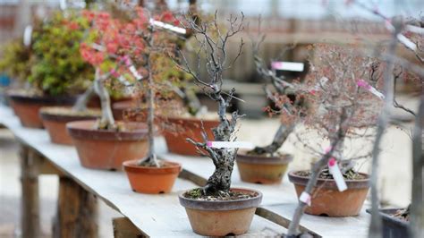 The Best Time to Prune Bonsai - Bonsai Made Simple