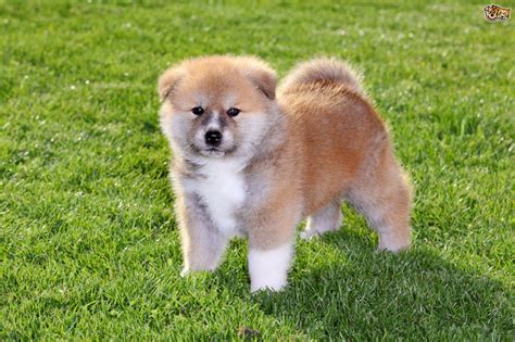 The Akita Inu Dog - A Good Choice of Pet? | Pets4Homes