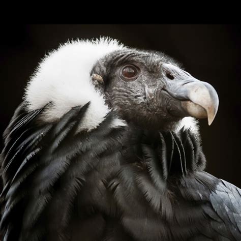 Andean Condor | Rainforest Alliance