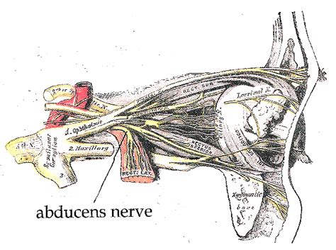 The Abducens Nerve (VI) | Cranial Nerves | Geeky Medics