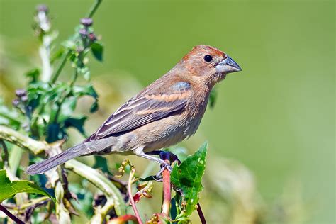 Female Blue Grosbeak | © Brian E Kushner Nikon D4S Nikon AF-… | Flickr