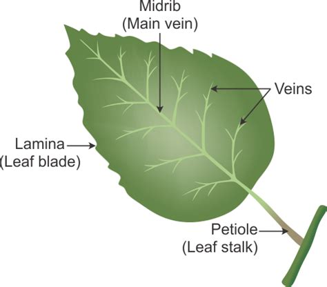 Parts Of A Leaf And Its Functions