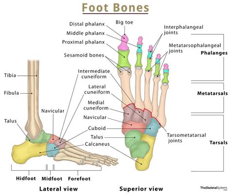 6+ Foot Anatomy Diagram - AhsanHafssa