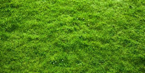 Free grass texture Stock Photo - FreeImages.com