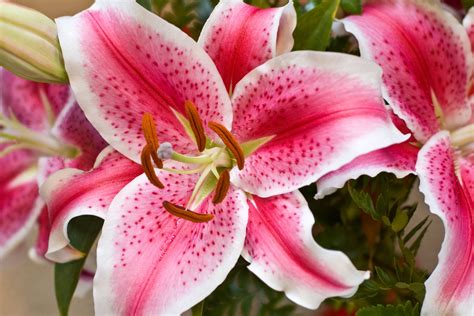 How to Grow and Care for 'Star Gazer' Lilies