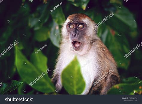 Surprised Funny Monkey Opened Mouth Close Stock Photo 1546640954 ...