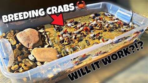 Breeding Fiddler Crabs (DIY Bin Setup) - YouTube