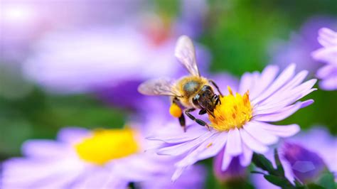 Irish Bee Conservation Project