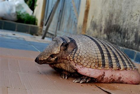 Armadillo Peba Stock Photos - Free & Royalty-Free Stock Photos from ...