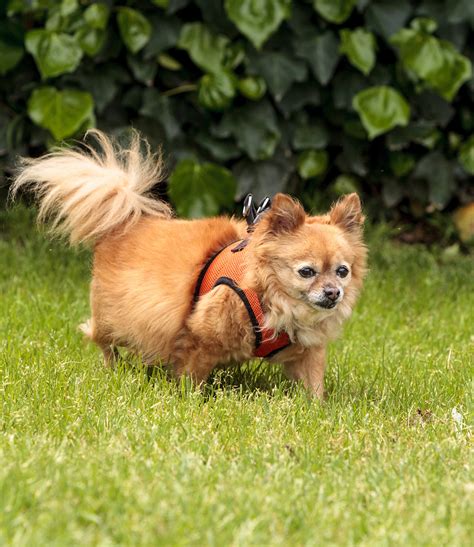 List of Popular Pomeranian Mixes With Pictures