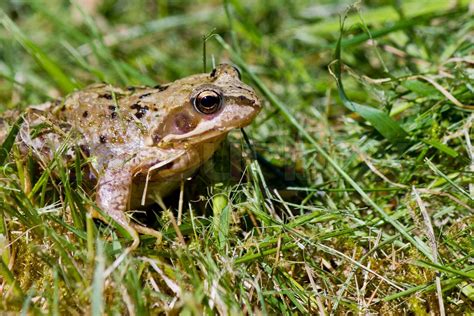 Frog in grass | Stock image | Colourbox