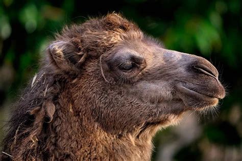 Bactrian Camel: Characteristics, Diet, Facts & More [Fact Sheet]